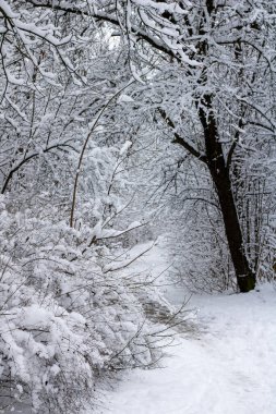 Ağaçlar ve çalılarla kaplı kış parkı