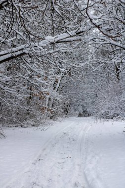 Karla kaplı ağaçlarla kaplı kış manzarası