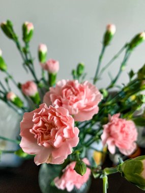 Vazoda pembe minyatür karanfiller