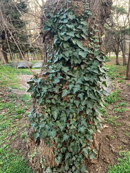 Bahçedeki yeşil bitki
