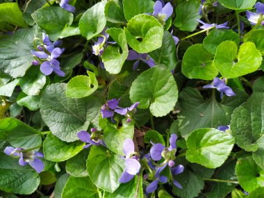 Bahçedeki çiçeklerin yeşil yaprakları