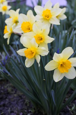 Bahçedeki sarı nergisler