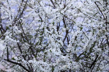 beautiful spring background, nature.cherry blossom