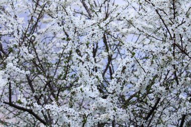 Bahar kiraz çiçekleri, beyaz çiçekler..