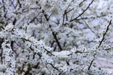 white flowers in the garden.cherry blossom