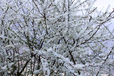 beautiful winter landscape. nature.cherry blossom