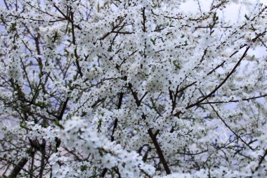 kiraz çiçekleri beyaz çiçekli