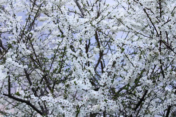 Bahar kiraz çiçekleri, beyaz çiçekler..