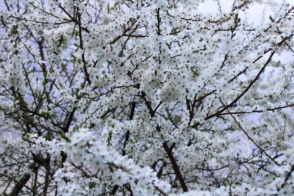 kiraz çiçekleri beyaz çiçekli
