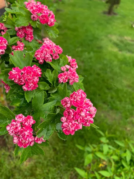 Bahçedeki güzel pembe çiçekler