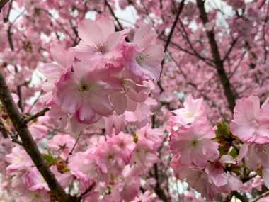 cherry blossom at spring. sakura