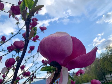 Bahçedeki güzel çiçekler