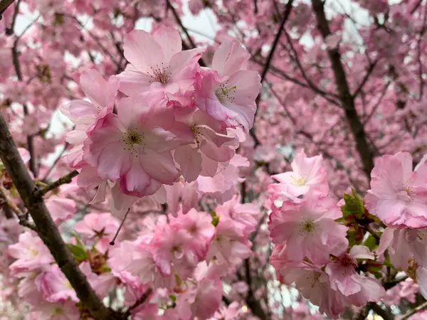 cherry blossom at spring. sakura