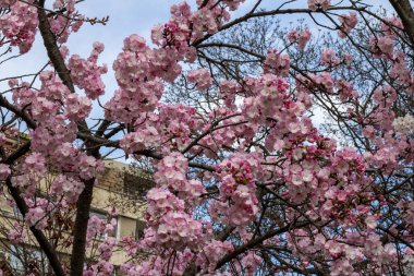 Şehirde kiraz çiçekleri ve sakura