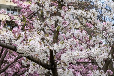 Bahar zamanı beyaz çiçekler. güzel doğa arkaplanı.