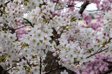 Çiçekli kiraz ağacı. Parkta bahar çiçekleri. güzel doğa