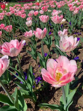 Çiçek tarlalarında beyaz ve pembe laleler