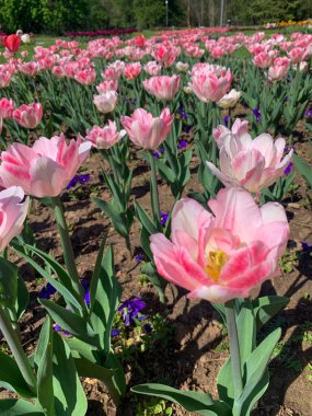 Çiçek tarlalarında beyaz ve pembe laleler