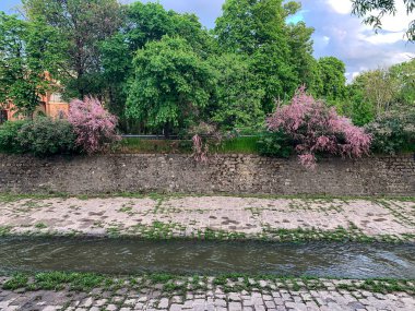 Tamarisk bahar çiçekleri, pembe çiçekler, derenin üzerindeki çalılar.