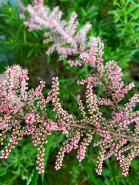 Tamarisk bahar çiçekleri, pembe çiçekler.