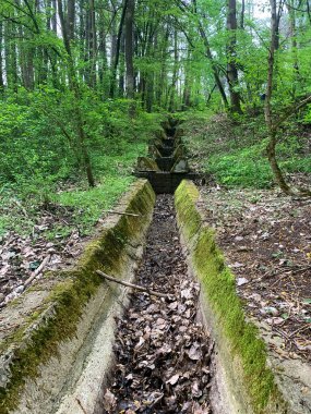 Ormandaki eski bir taş merdivenin dikey çekimi.