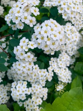 beautiful white flowers in the garden, bride's flowers