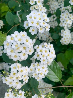 beautiful white flowers in the garden, bride's flowers