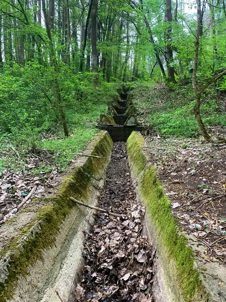 Ormandaki eski bir taş merdivenin dikey çekimi.