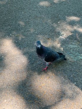 Sokakta bir güvercin yürüyor..