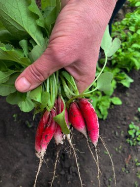 Bahçede taze kırmızı turp