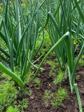 Bahçede yetişen yeşil soğan