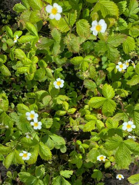 Ormanda çilek çiçeği, doğal manzara.