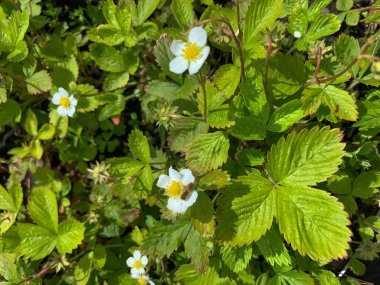 Ormanda çilek çiçeği, doğal manzara.