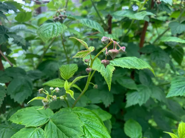 Raspberry blossom in the forest, natural background