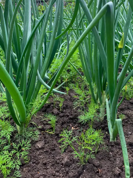 Bahçede yetişen yeşil soğan