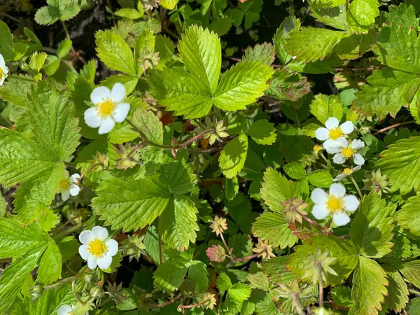 Ormanda çilek çiçeği, doğal manzara.