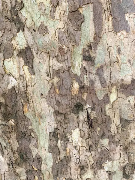 Ağaç kabuğu arkaplanı, doku.