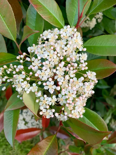 Bahçedeki beyaz çiçekler, Photinia