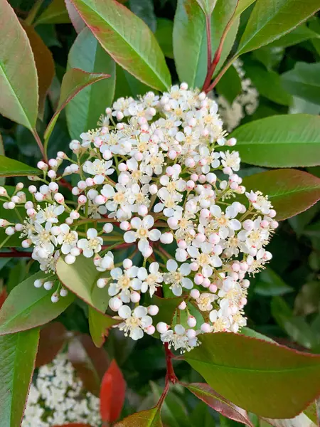 Bahçedeki beyaz çiçekler, Photinia