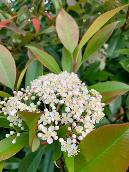 Bahçedeki beyaz çiçekler, Photinia