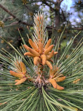 Ağaç dalında yeşil iğneler ve koniler olan çam kozalaklarının yakın plan çekimi.