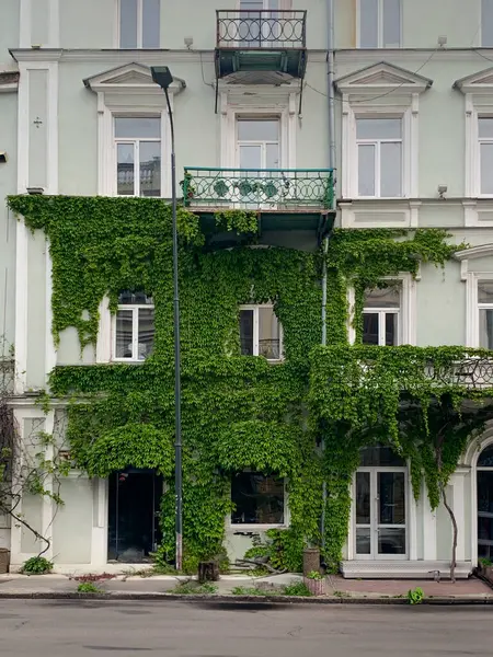 Ivy ile kaplı eski bir ev