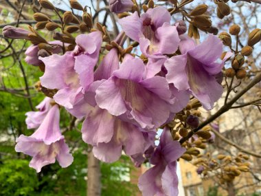 Manolya çiçeklerinin bahar çiçekleri, yaklaşın. Paulownia ağacı
