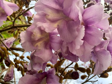 Bahçedeki mor çiçek. Paulownia ağacı