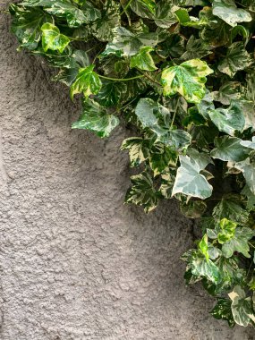 Sarmaşık yaprakları taştan bir duvarda, yaklaş