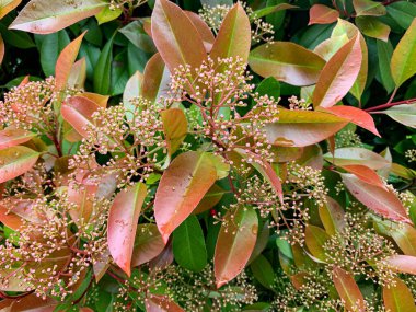 Güzel botanik fotoğrafı, doğal duvar kağıdı.