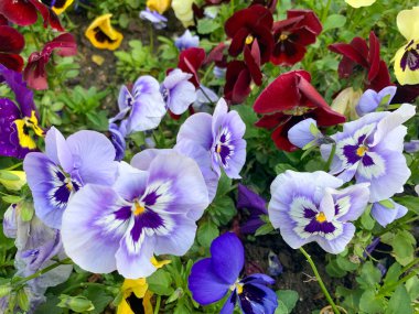 Bahçedeki güzel çiçekler