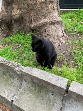 Kedi dışarıda oturuyor..