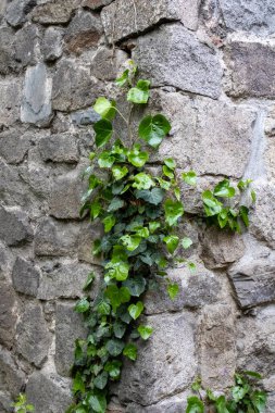 Ivy duvarda. Ivy, evin köşesinde. Ivy arkaplanı.
