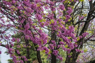 Bahçedeki güzel çiçekler, Yahuda ağacı.